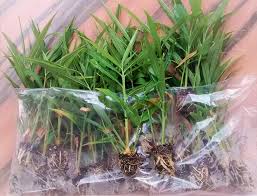 Ginger Tissue Culture Plants